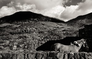 Gabrio Bini fotografato da Per-Anders Jörgensen