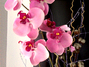 Bitcam App Iconfactory Colour version